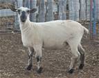 Sheep Trax Monica 433M